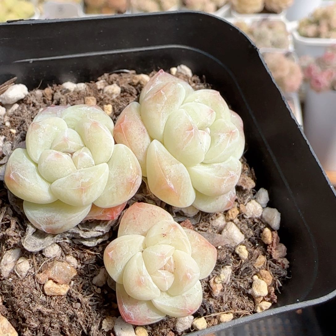 【闪购商品】0222-136