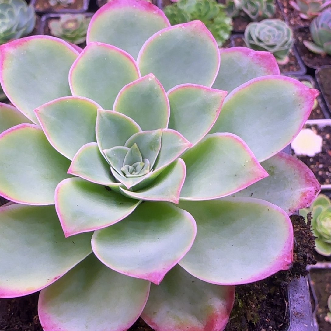 单头9厘米12424576768676玫瑰