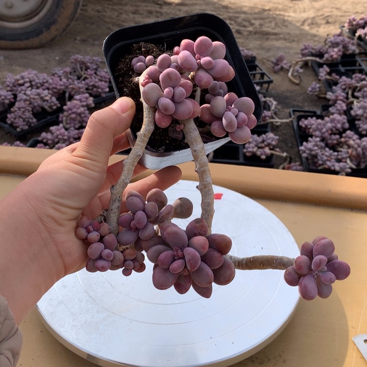 桃蛋老桩29号不带盆