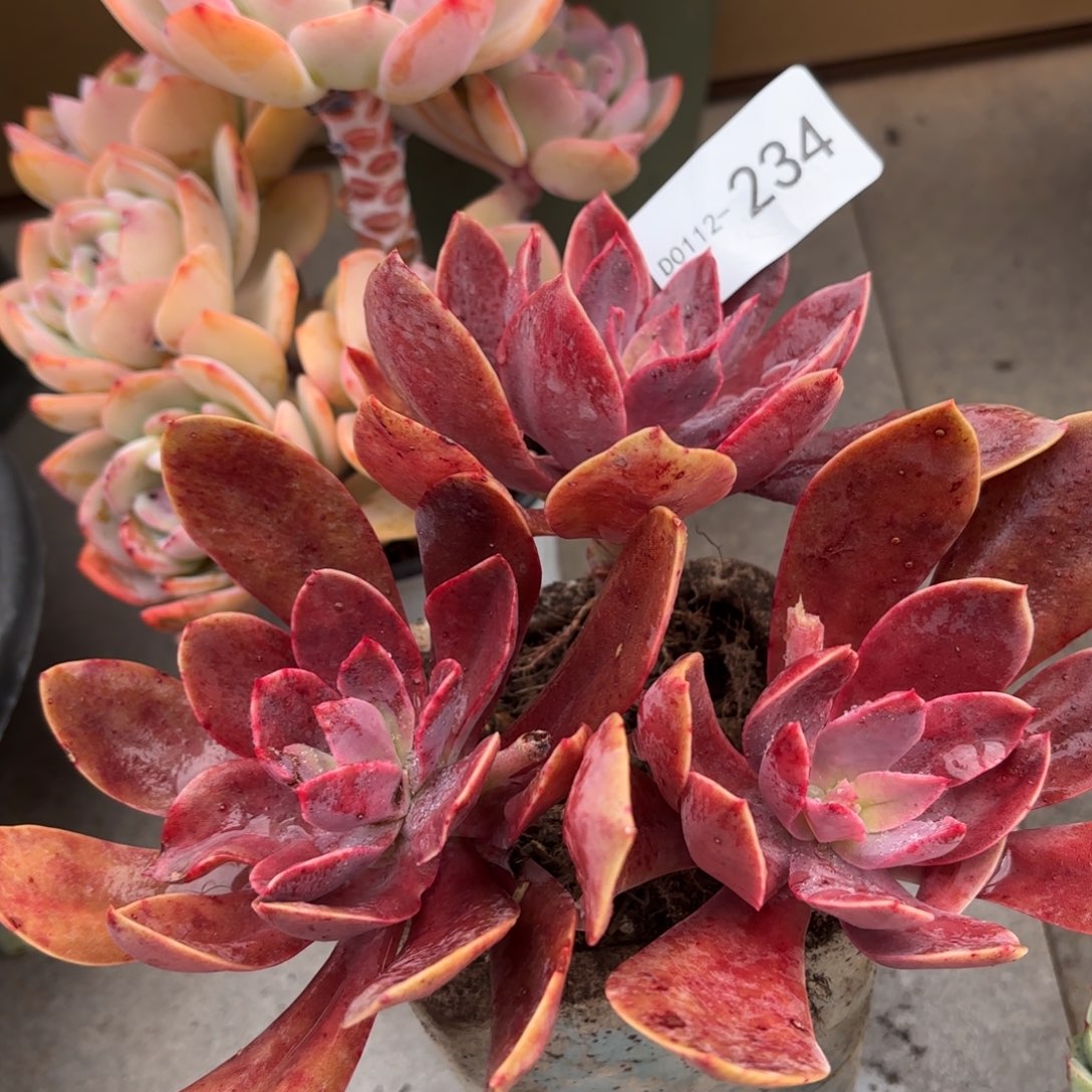 同温层多肉花伐234