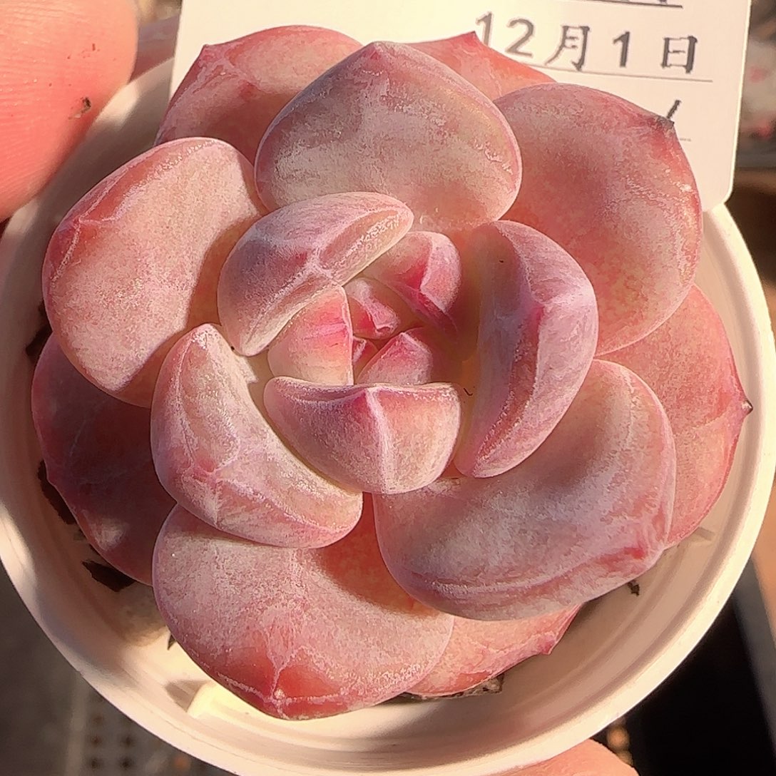 多肉1201-15石榴籽星影