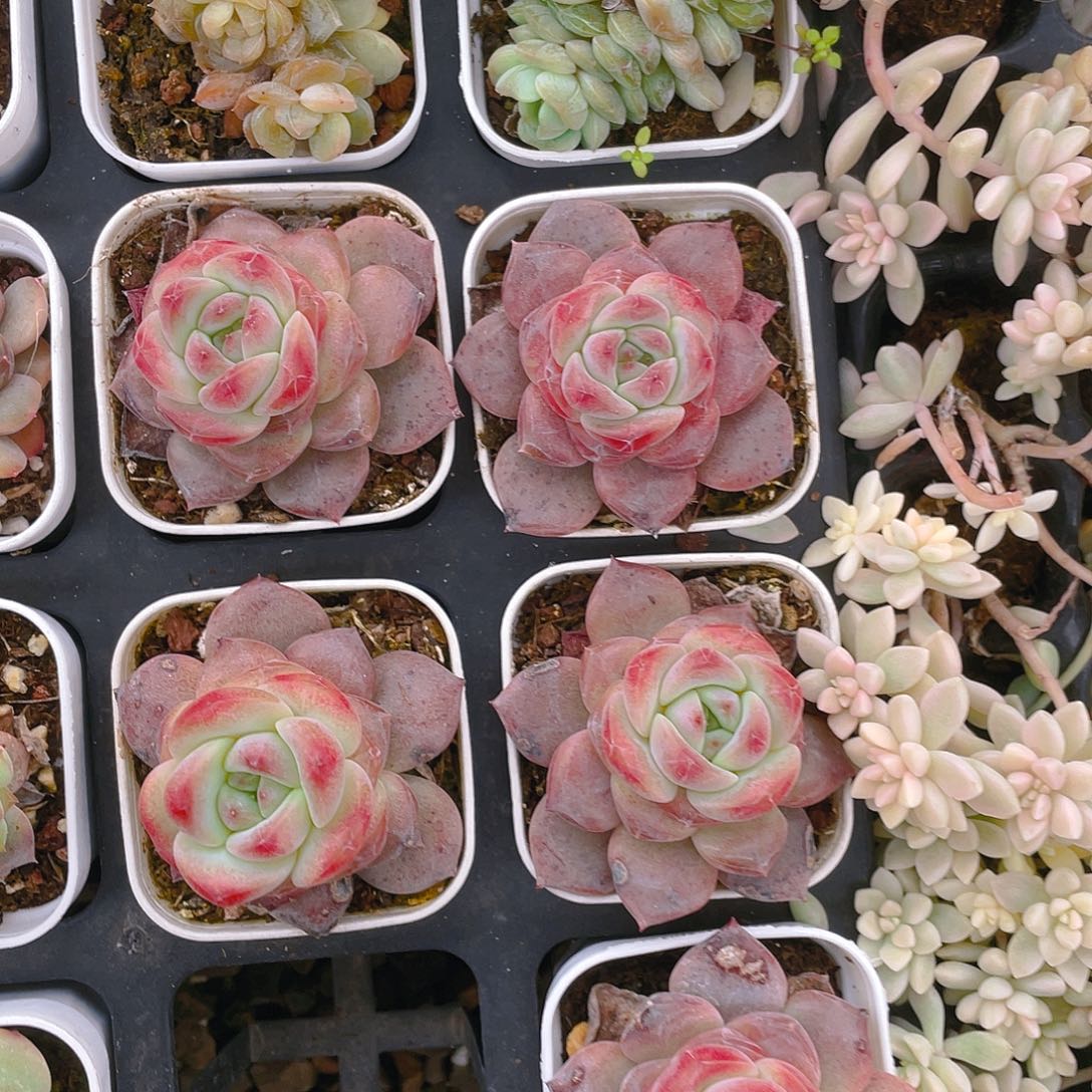 红琥珀盆一个满25包邮