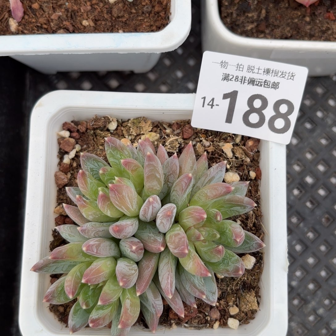 重楼老桩多肉多肉