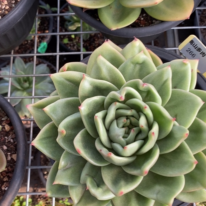 多肉福利-东云266