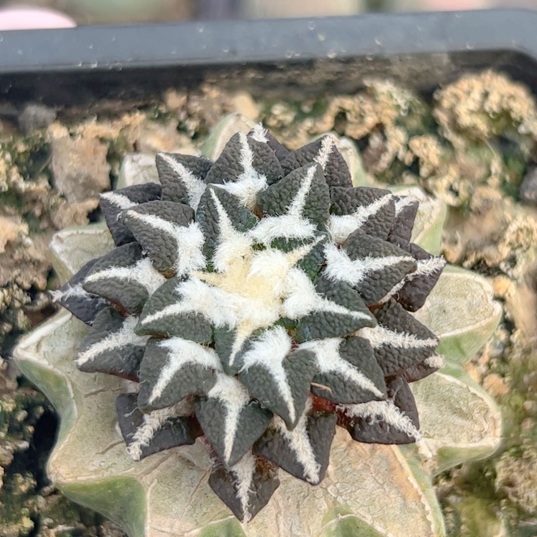 实生苗接 黑牡丹