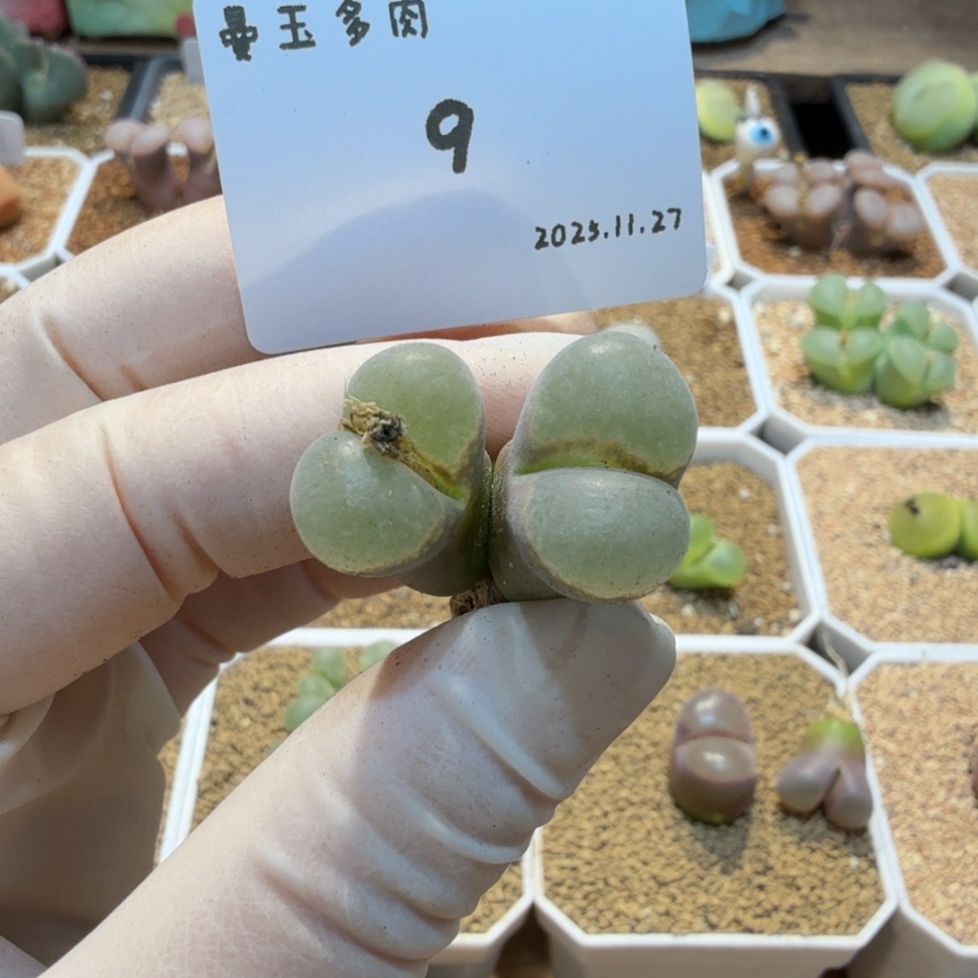万***筒多肉多肉多肉11.27-009