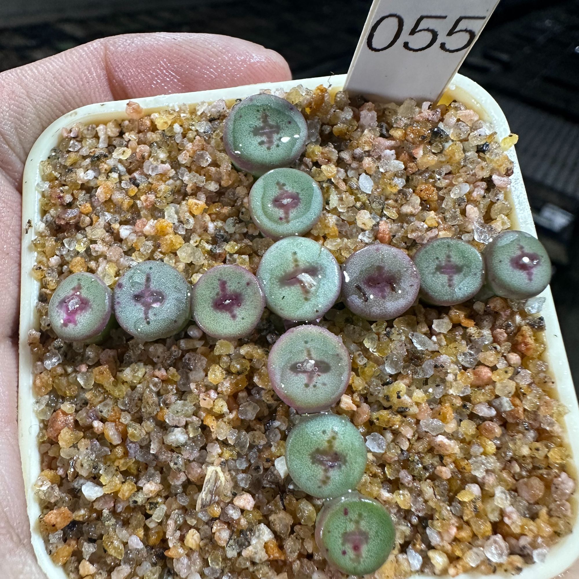 【天津专属】55多肉植物肉锥十字纽扣一颗