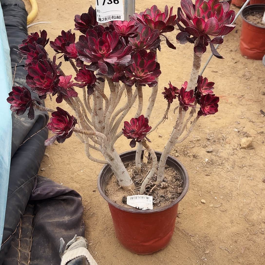 736丽娜多肉植物