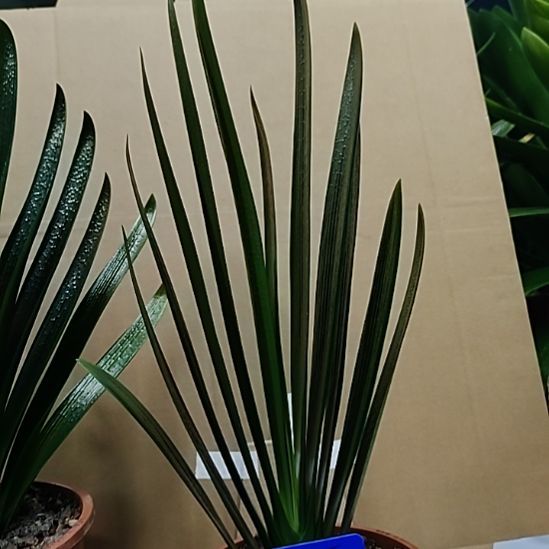 绿植君子兰精品花漂亮