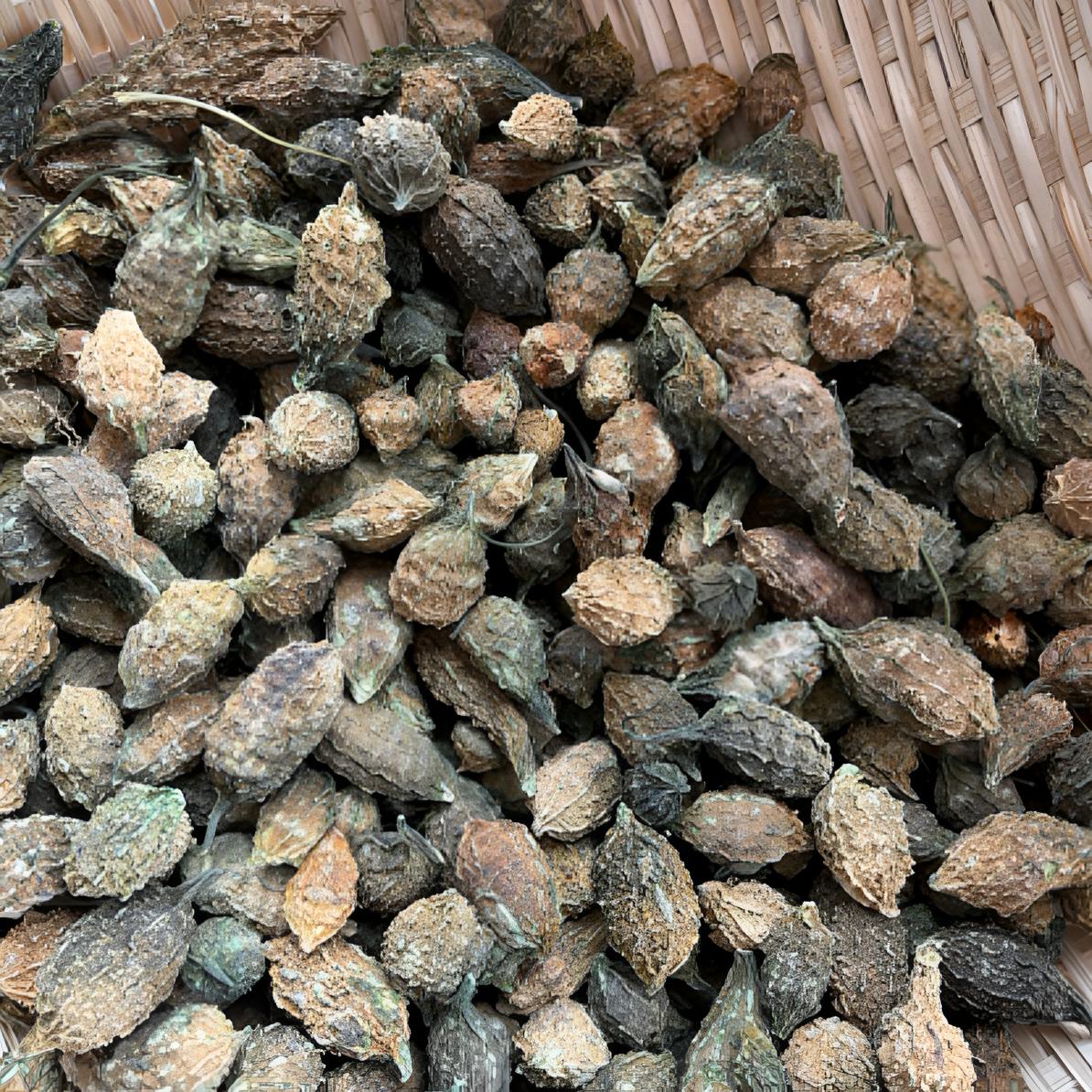 【苦瓜】正宗野生苦瓜 