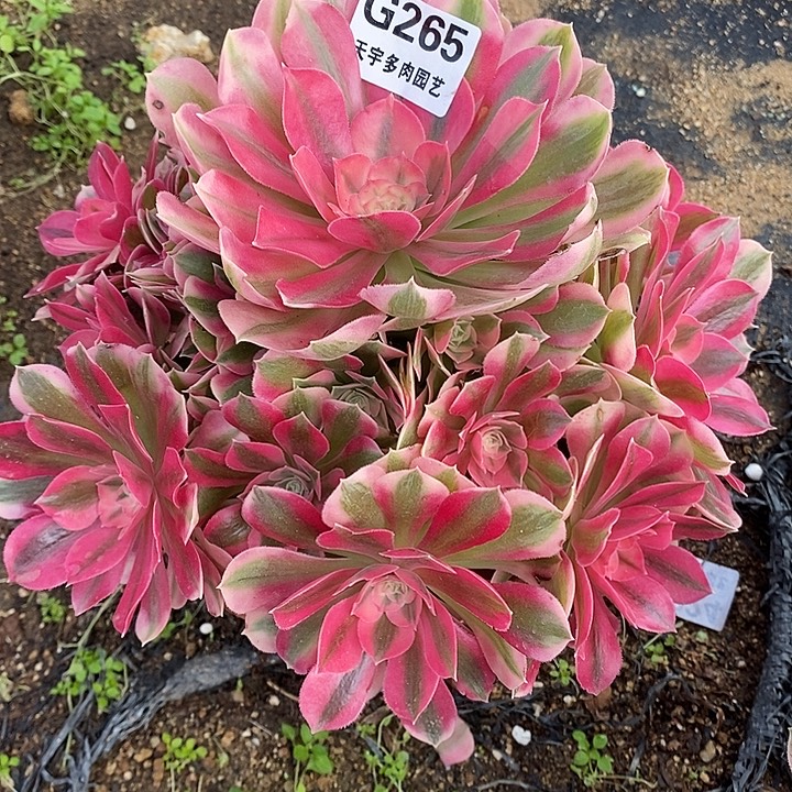 多肉植物女巫265多肉