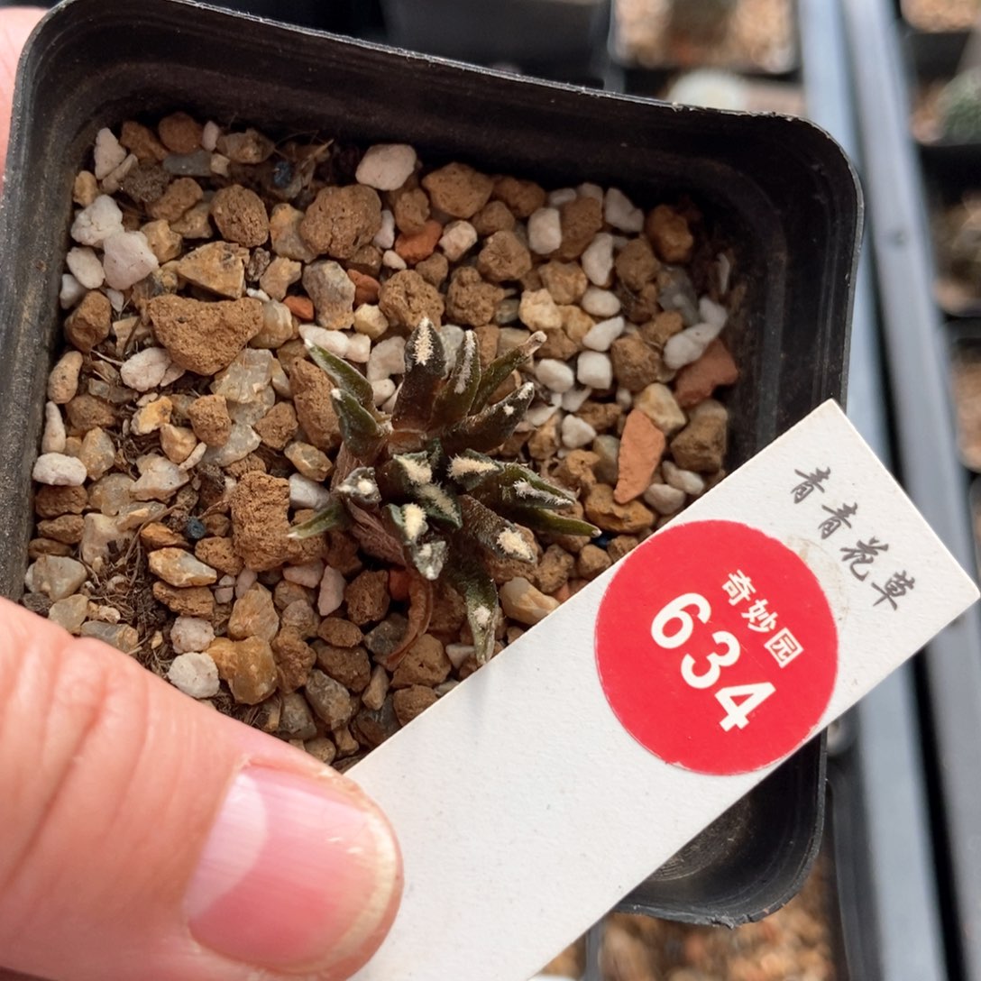 实生黑牡丹2.7cm一棵仙人球