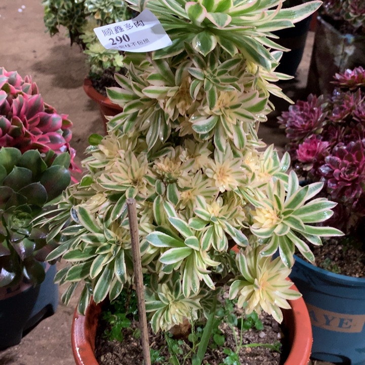 290夕颜多肉植物特价