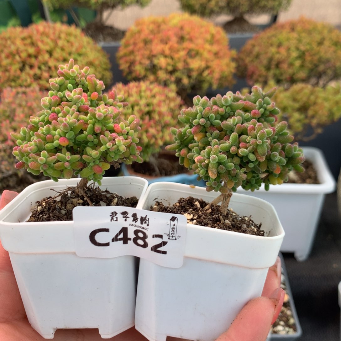 时***差482蜜橘两颗          