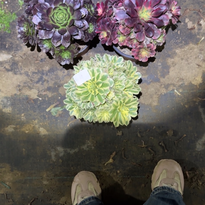 一单包邮不包侧枝59