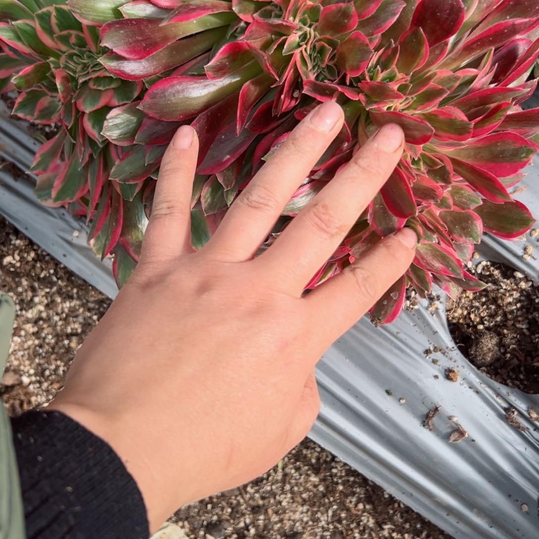 735 号多肉植物法师新年福利