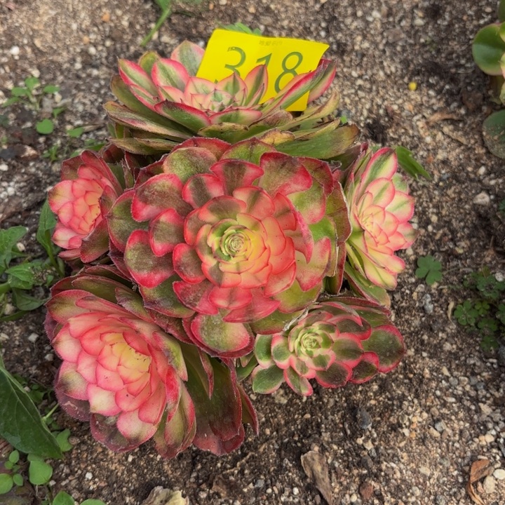 哈哈多肉葡萄福利318