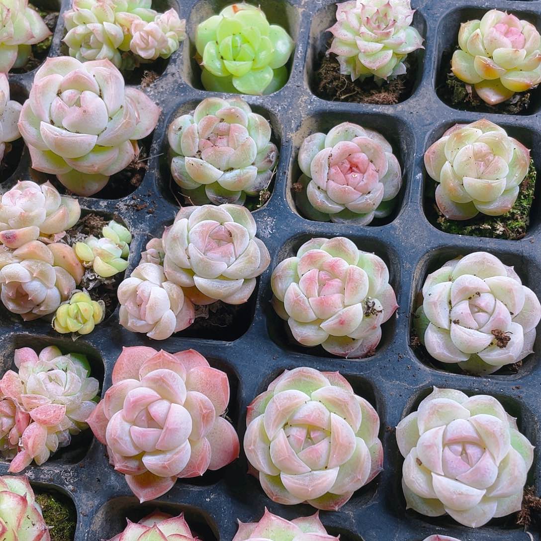 白桃汽水穴一个满25包邮