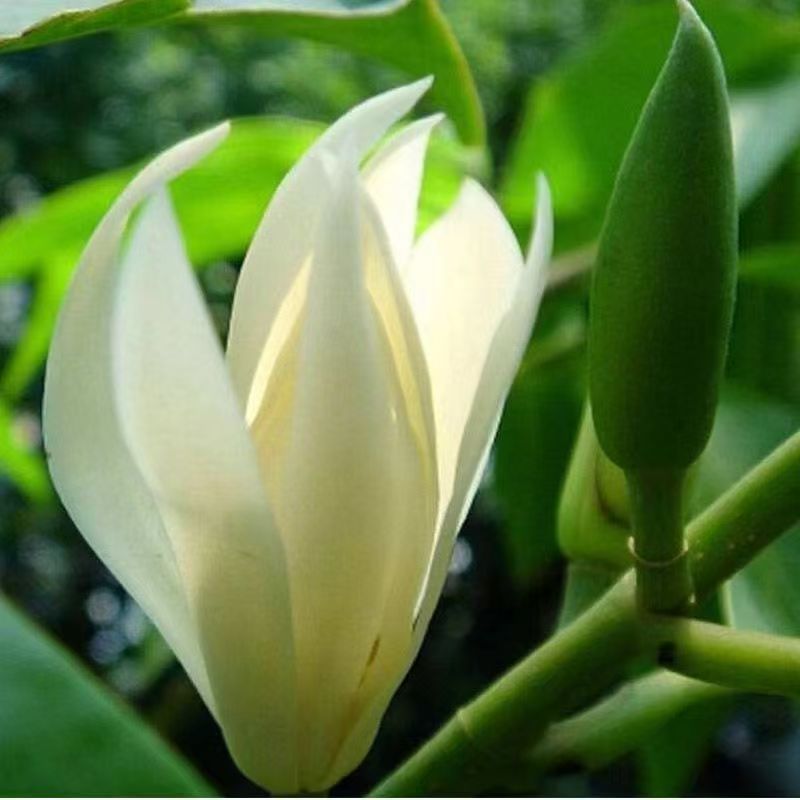 清仓处理四季开花【白兰花】盆栽花卉绿植物室内黄兰苗吸甲醛黄角兰