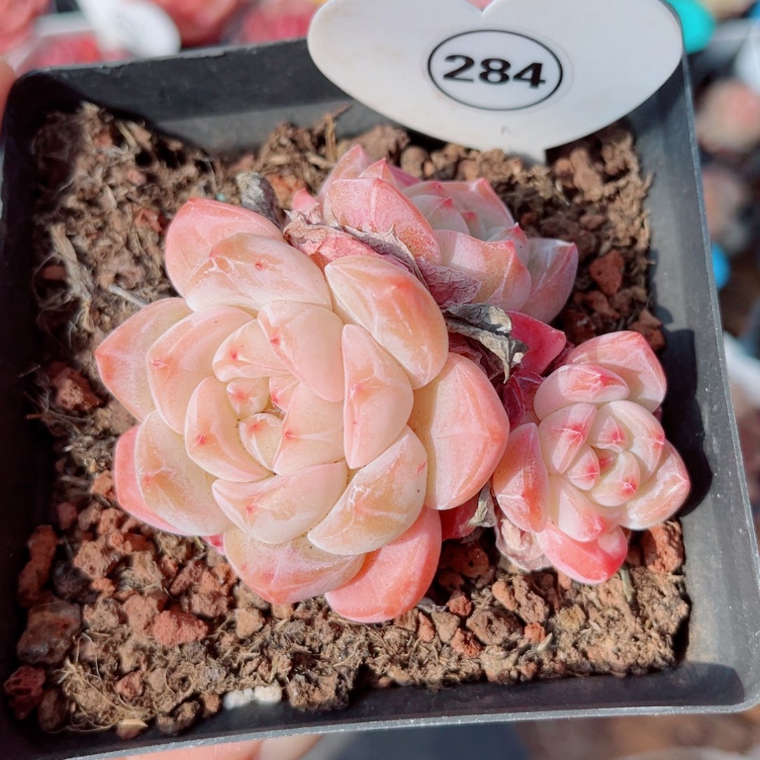 284号小老桩浮玉群