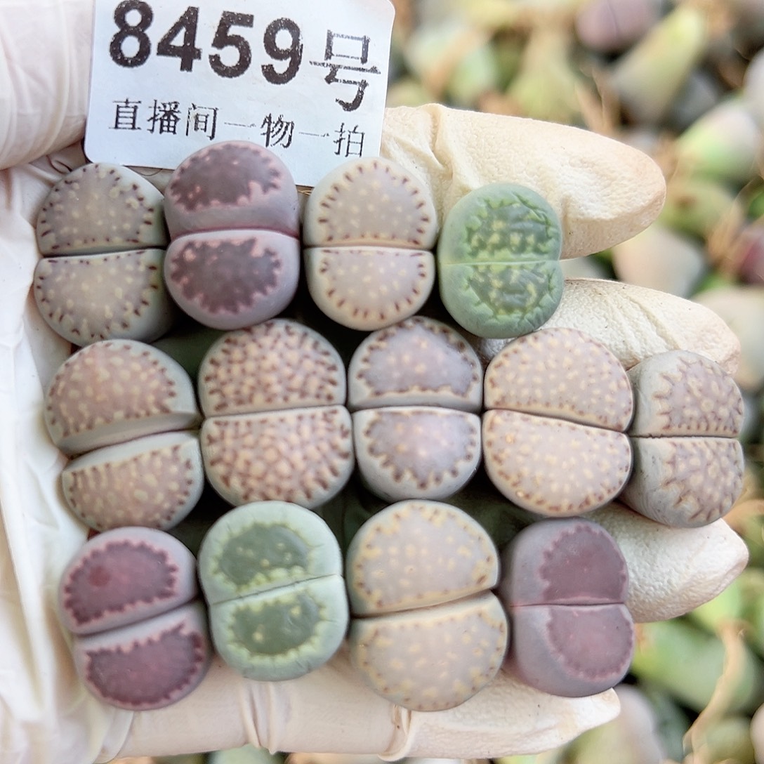 8459四年彩饼干13个1.5cm左右有点干特价处理