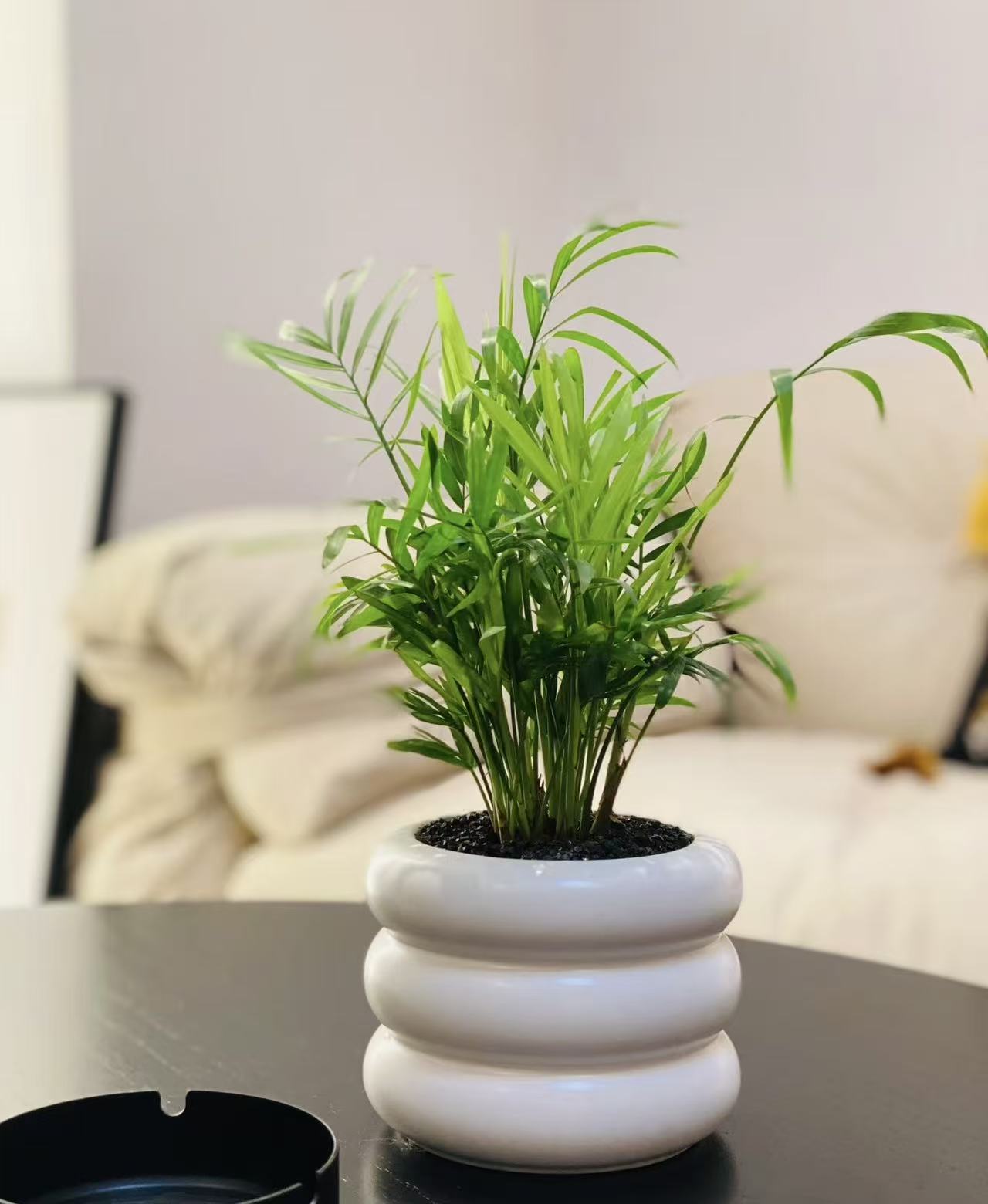 1盆凤尾竹(两单发顺丰或京东快递)