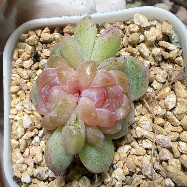 126号王者系列多肉一盒