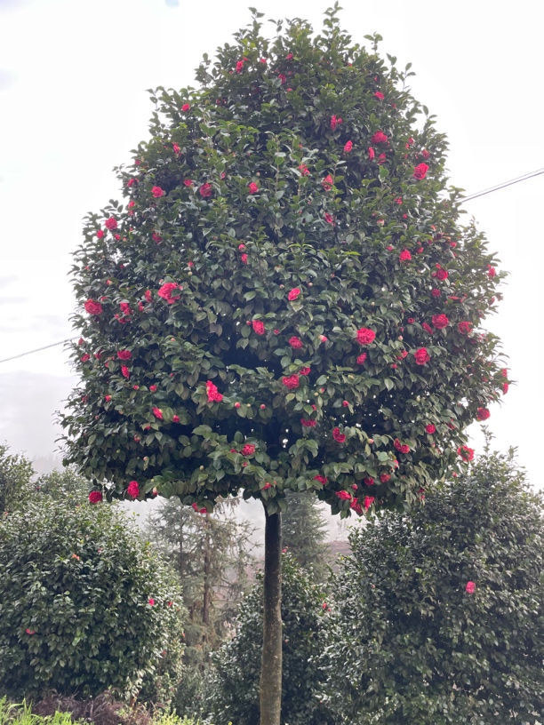 大红赤丹山茶花【带花苞发货】