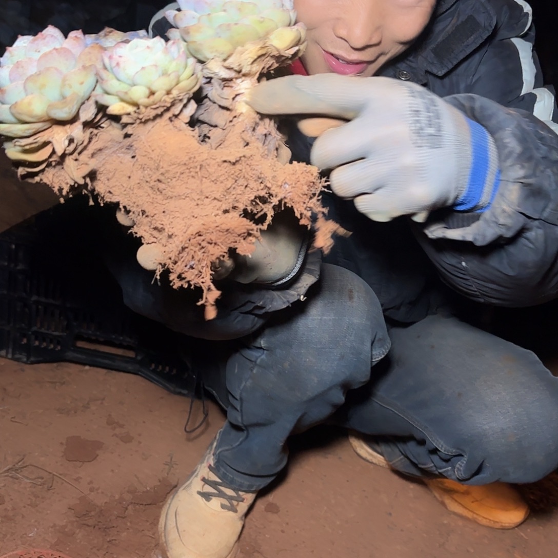 地栽哈密瓜多肉1棵