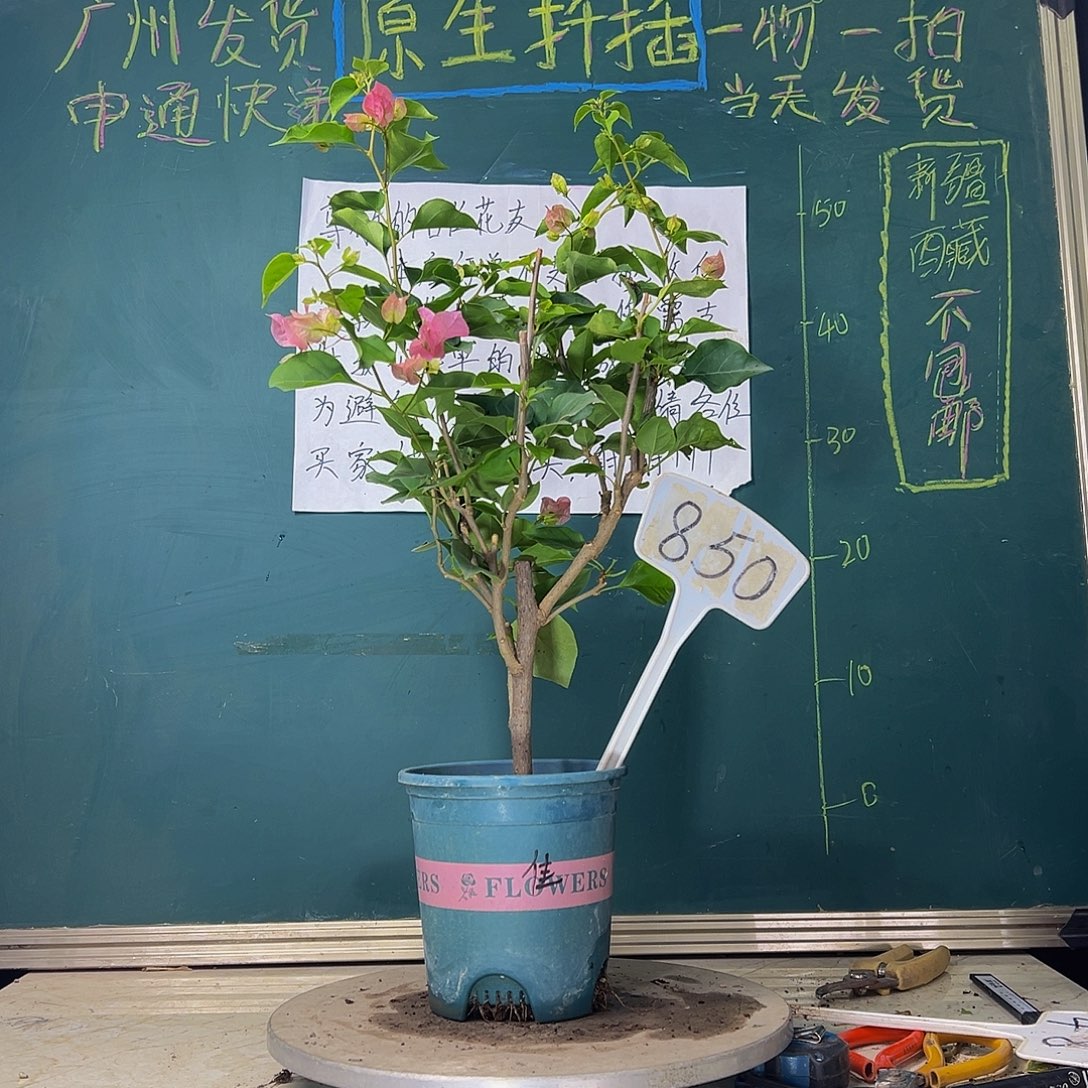 当前无花栽培后可以开花  红粉佳人  850