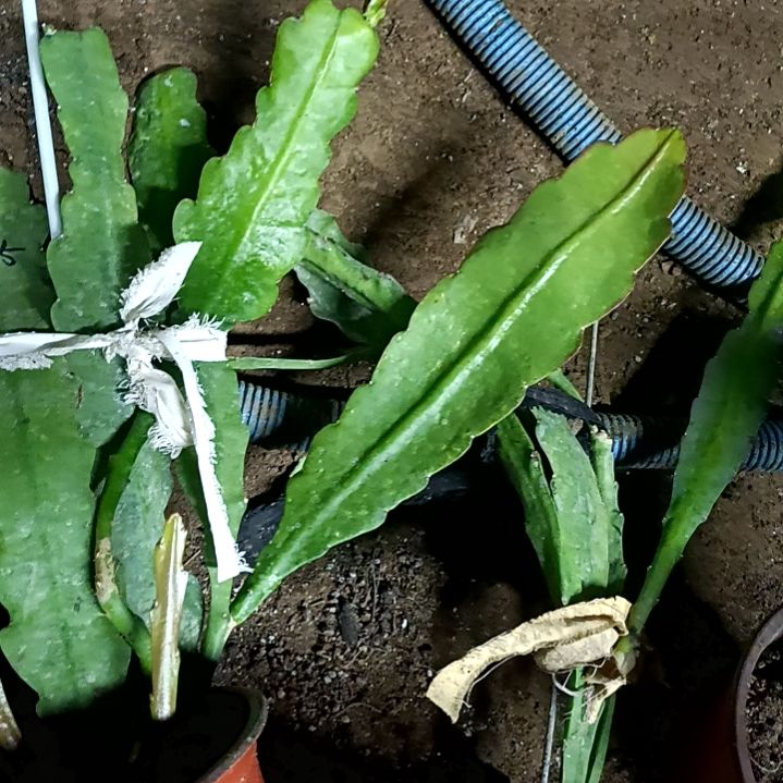 七*ᶻ令箭何花火离