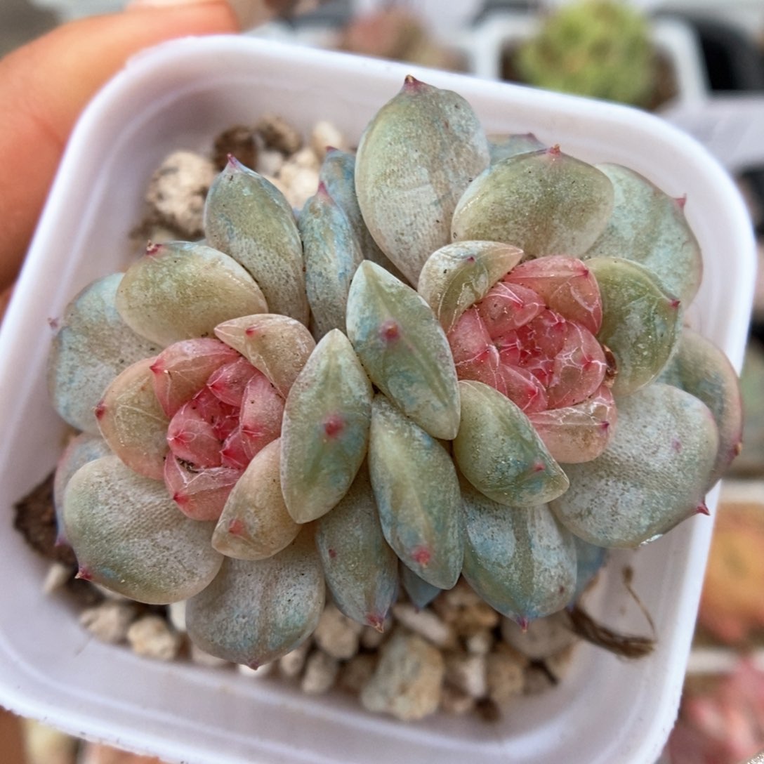 幸运星双头可拍780号