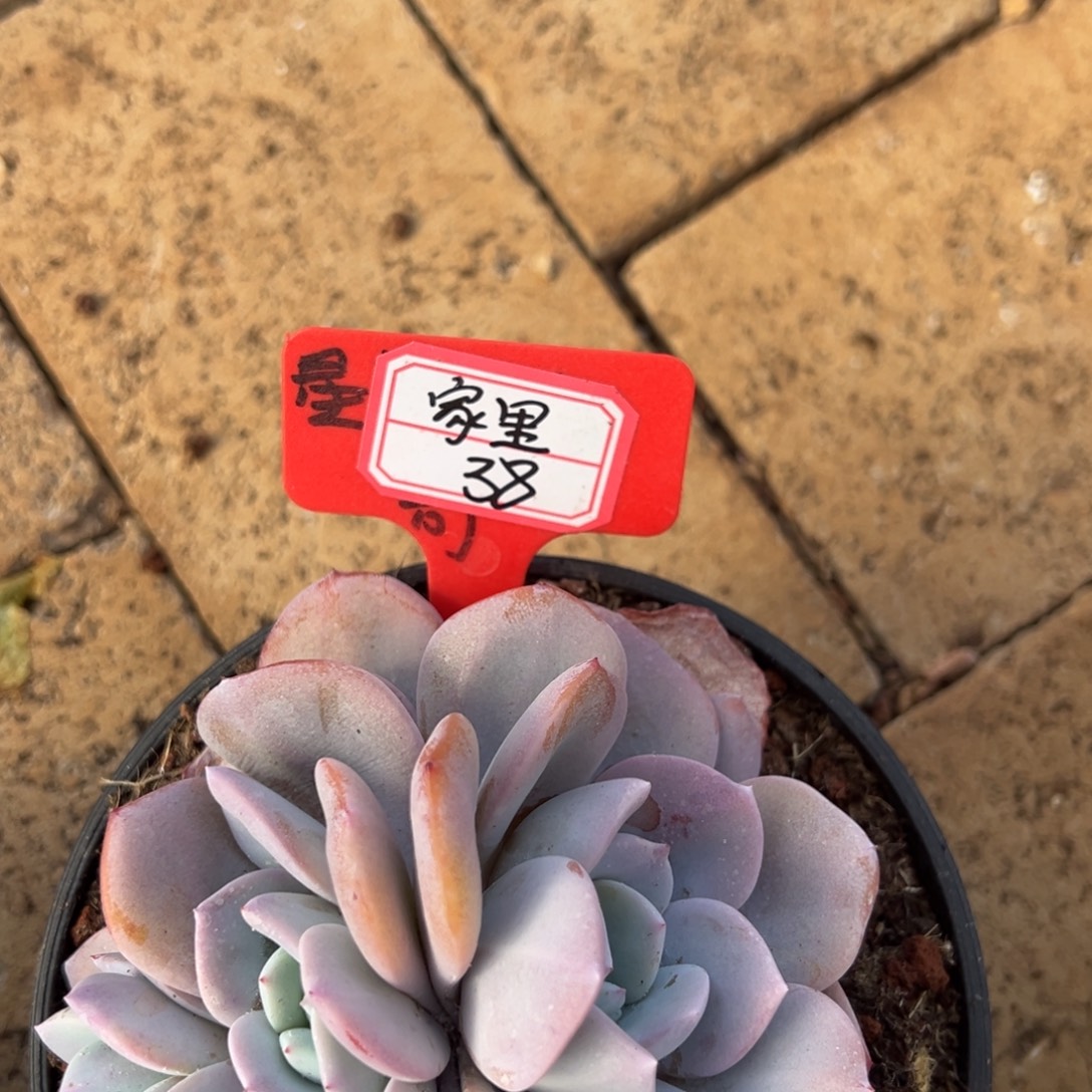 家***贝家里38。            