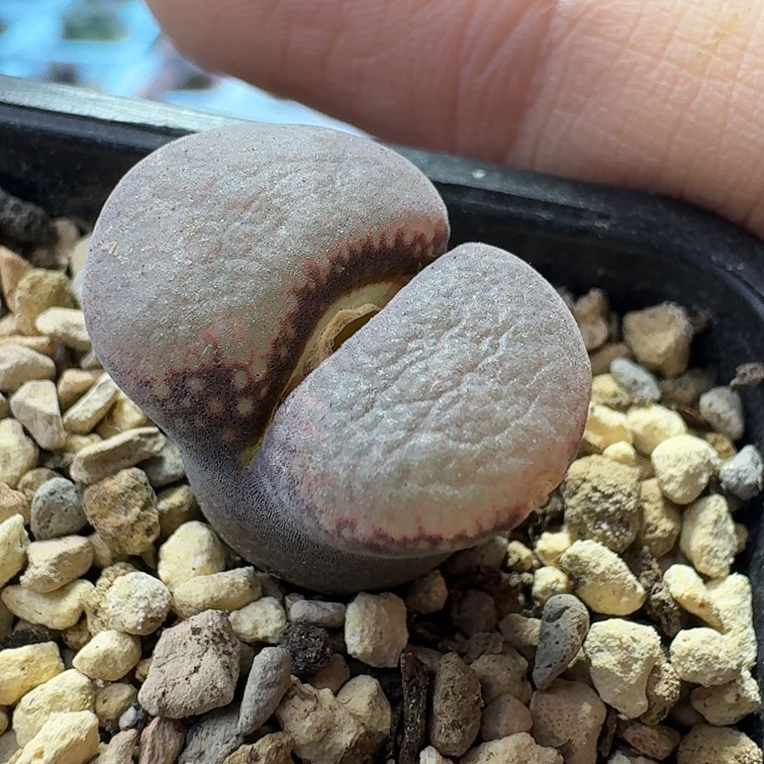 22号单头风铃一物一拍