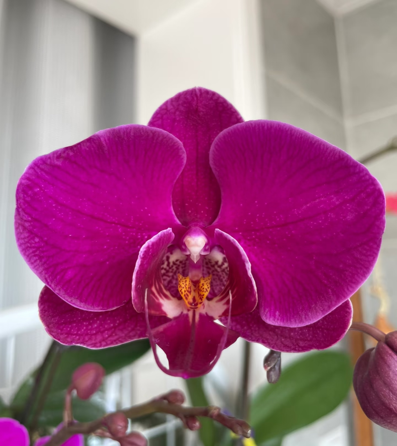 果荚15 红霞紫 交火凤凰1.7寸杯根系好