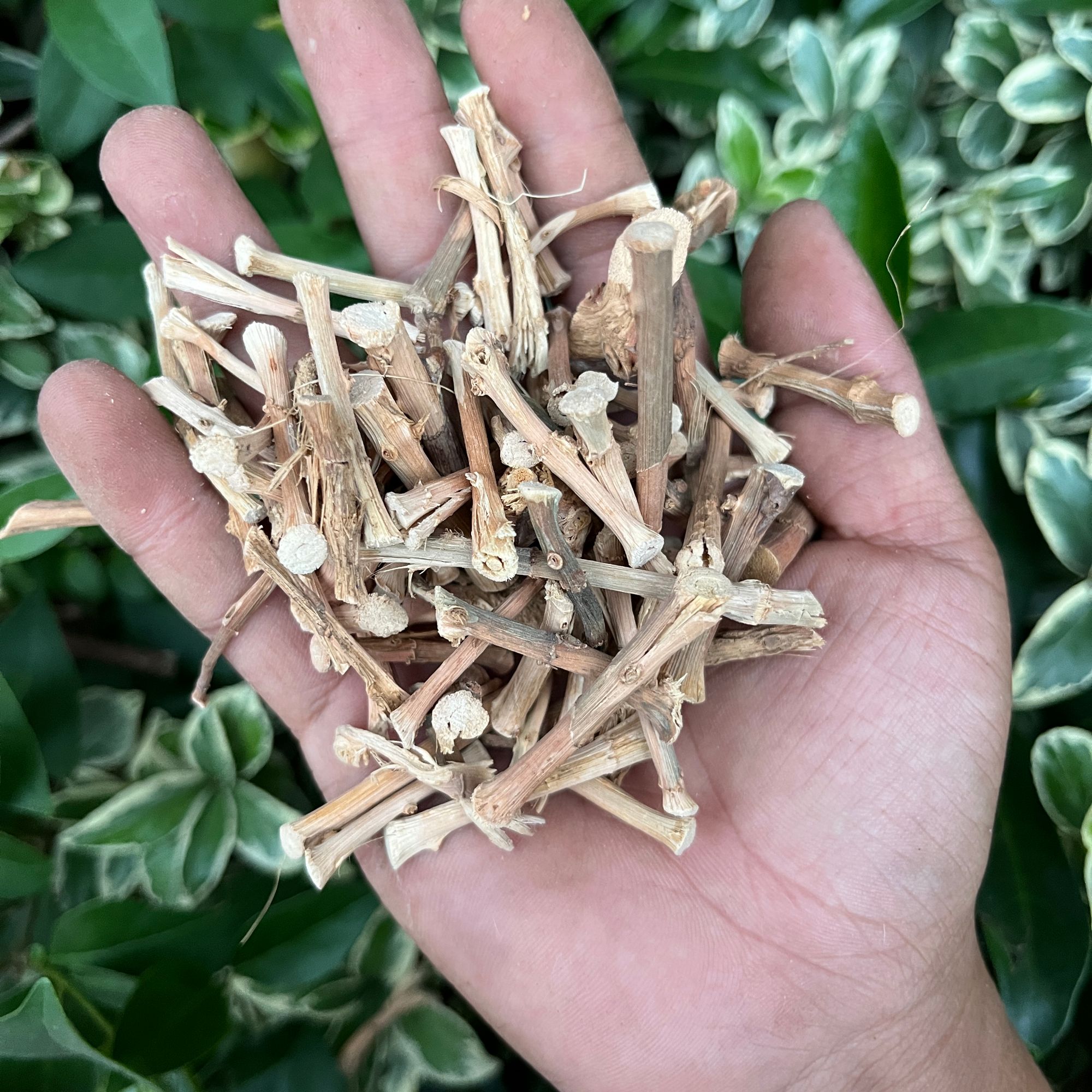 春砂仁根 自然晾晒煲汤滋补散装农产品250g