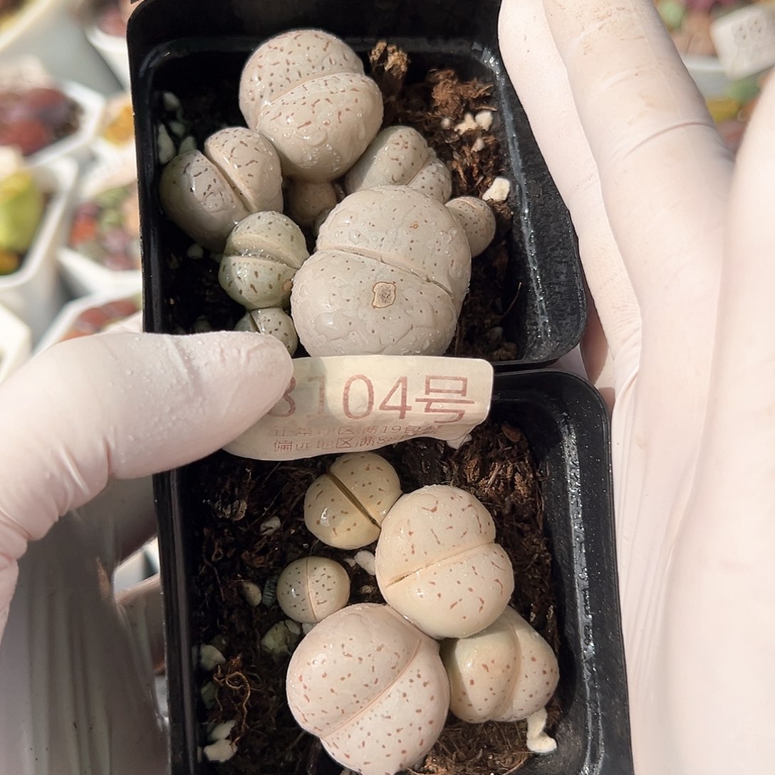 好养易活生石花大母本8104两盆