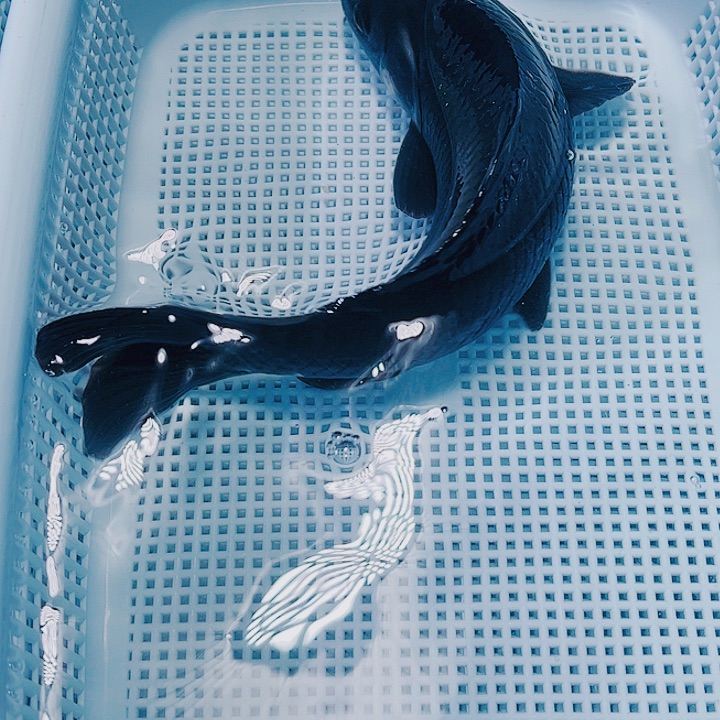 海水鱼锦鲤观赏鱼