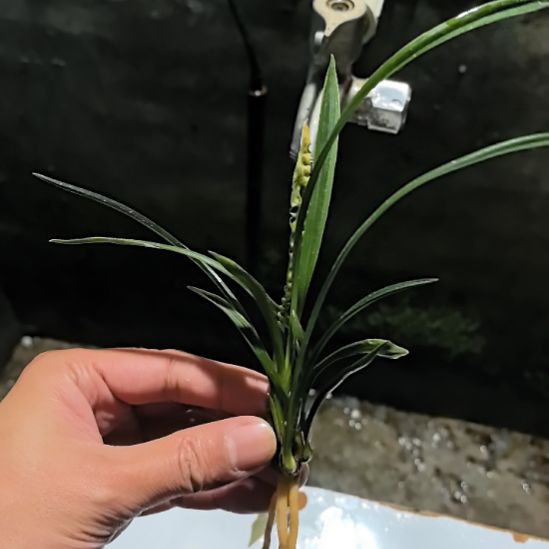 完全开放春兰红水晶叶艺