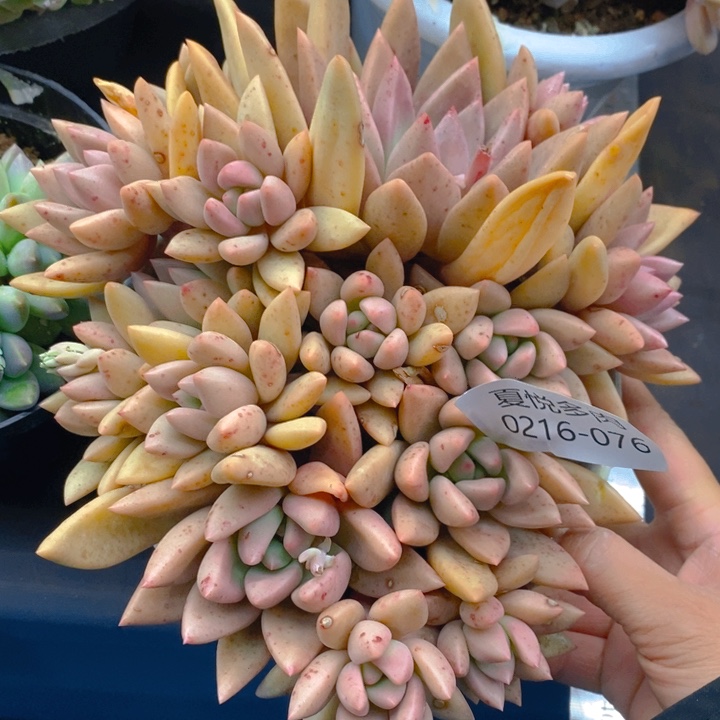 夏悦多肉 0216-76桃花源