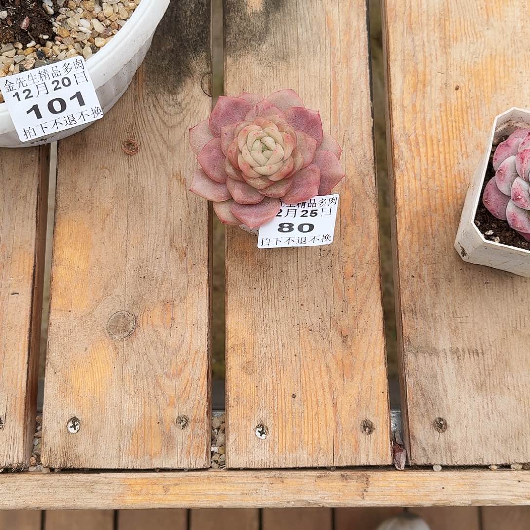 惊****1225-80溏心单头a