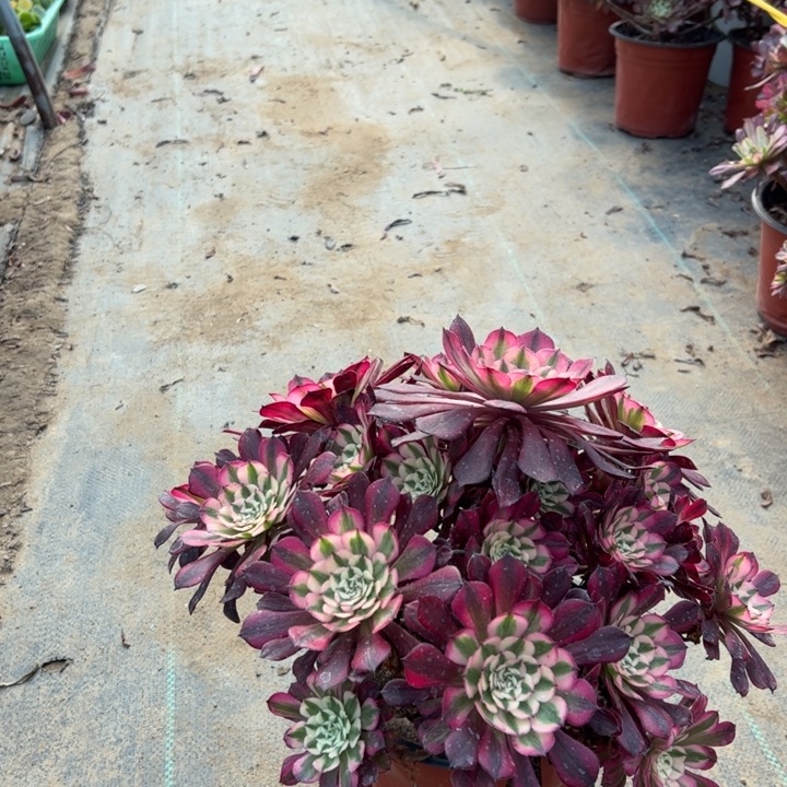 24红铜白多肉多肉多肉