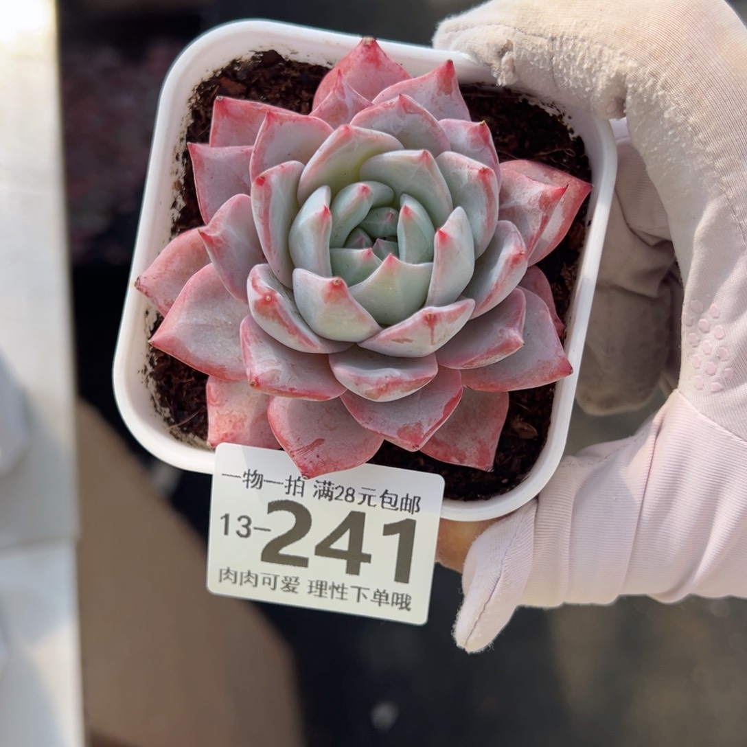 粉蓝鸟多肉多肉多肉多肉