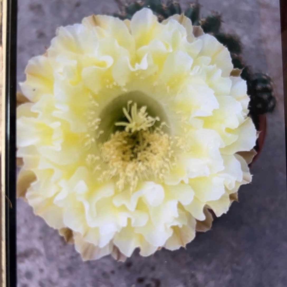 @***）彩草1-69号侧牙4公分左右