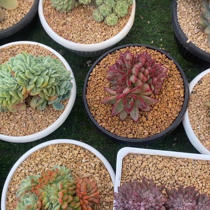 莉***8888888888888888888