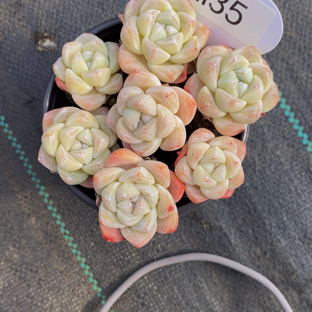 M35-奶油冰玉单头七个