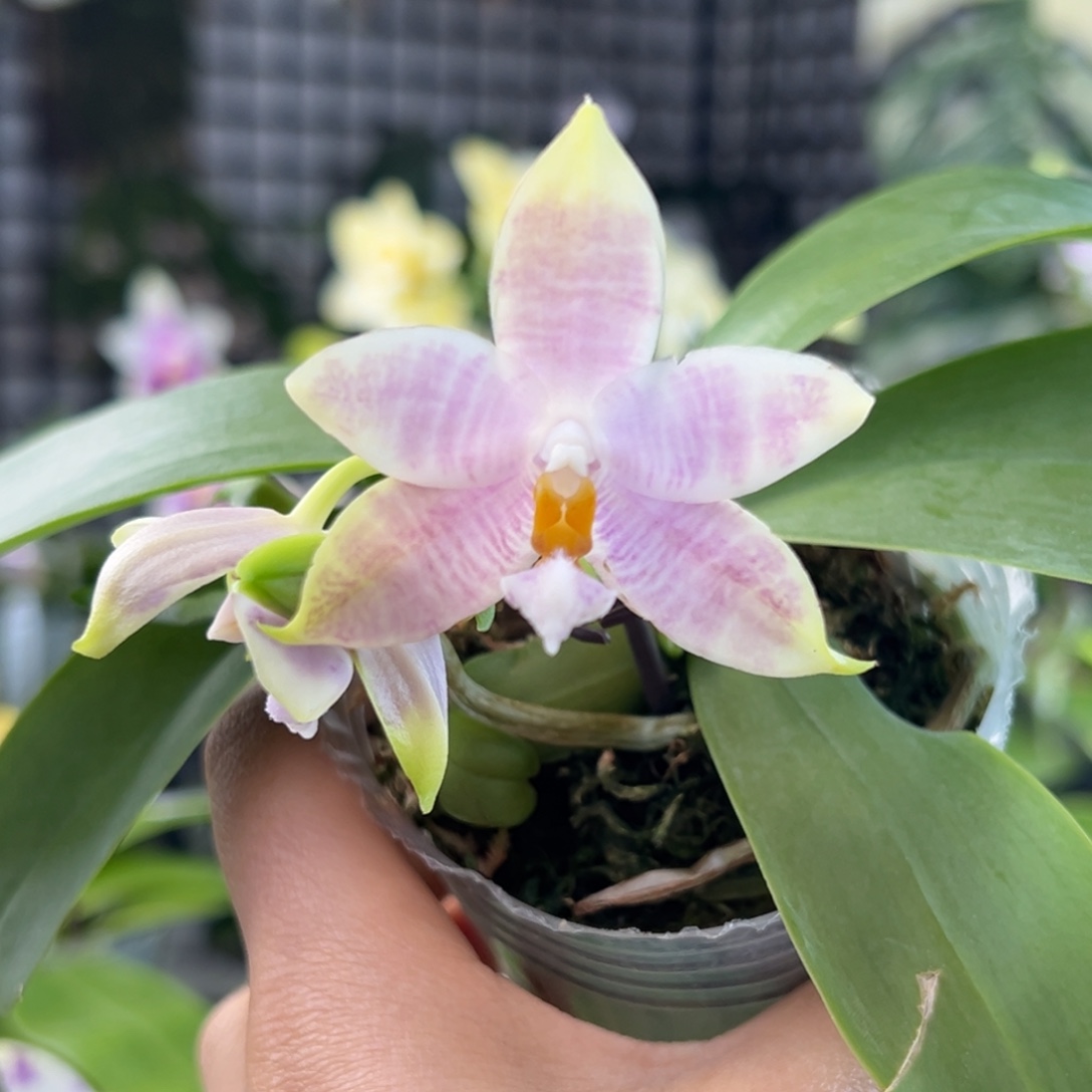 完全开放21号，少根盲盒漏，68米