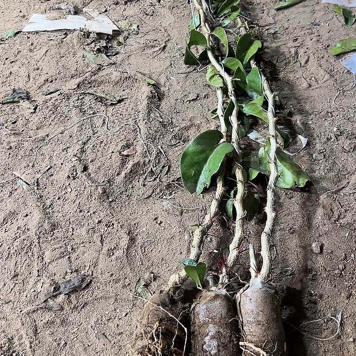 1.5米直杆叶仙三颗一份