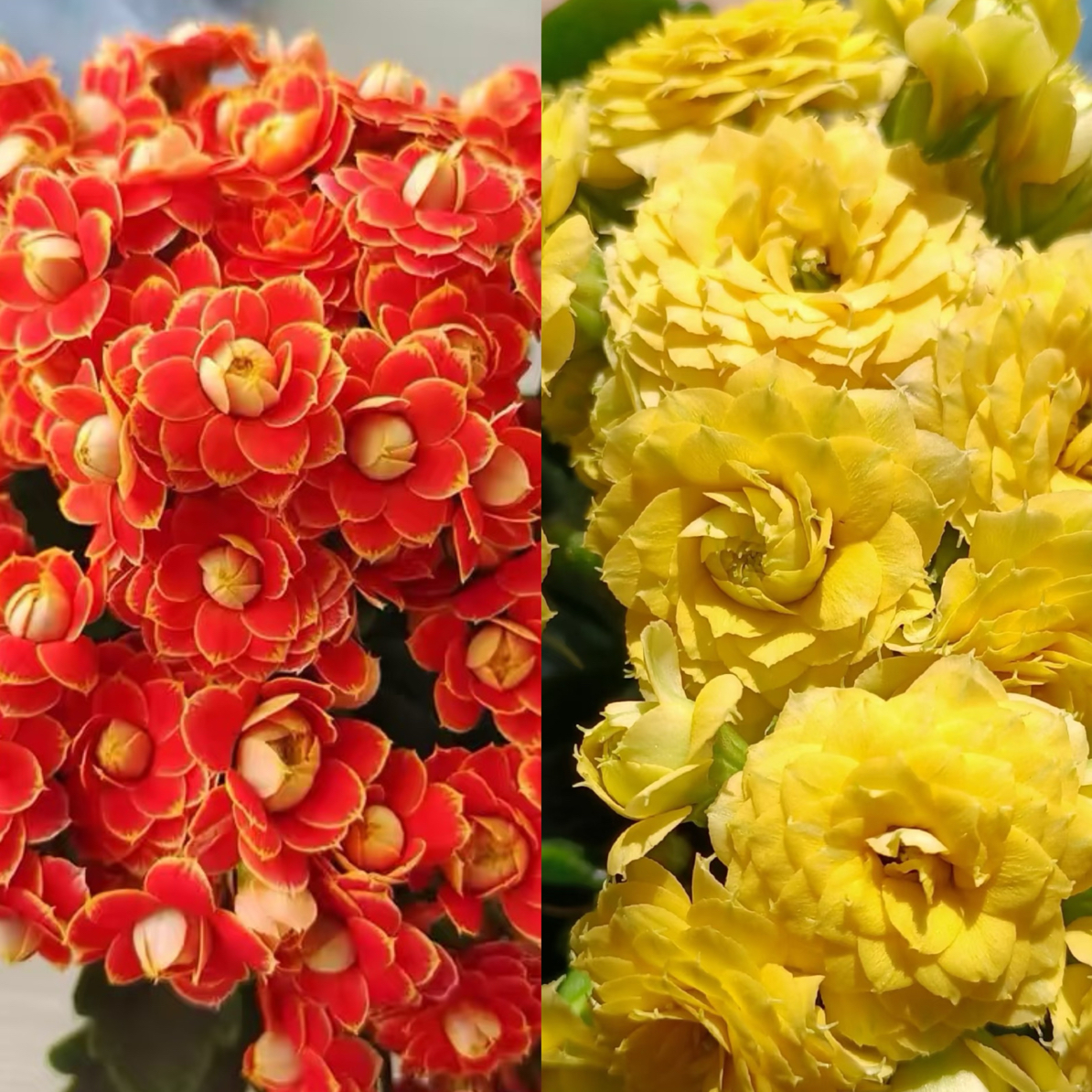 【金狐狸➕柏丽】两盆长寿花