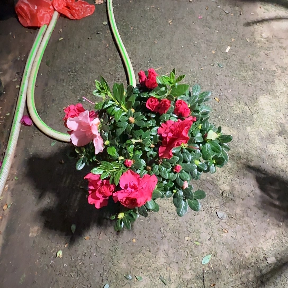 完全开放双色杜鹃